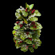 Arbuste végétal baies rouges et cristaux - Christmas time